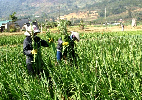 Hoa dừa cạn rủ, hoa dua can ru, hoa Tết, hoa Tet, hạt giống hoa, hoa treo, dạ yến thảo, hoa treo ban công, hoa phong lu, hoa phong lu thao, hoa phong lữ, hoa phong lữ thảo, hạt giống hoa oải hương, bán hạt giống hoa oải hương, hat giong hoa oai huong, hạt giống  chất lượng cao, hat giong hoa , hat giong hoa chat luong cao, hoa trong tham, hoa trong chau,